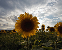 Sunflower Eclipse by Steve Tomasko